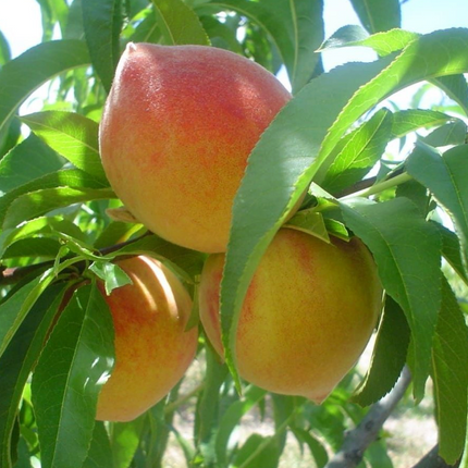 Árbol de Durazno variedad Kurakata de gran tamaño y sabor