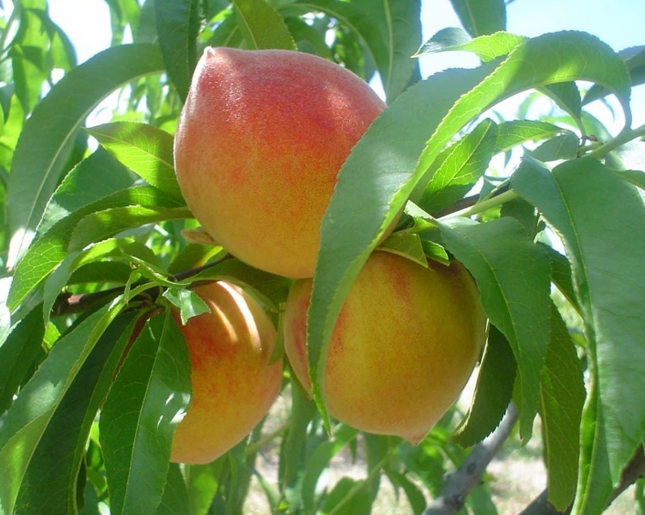 Árbol de Durazno variedad Kurakata de gran tamaño y sabor