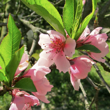 Durazno Kurakata árbol frutal flores rosadas primavera