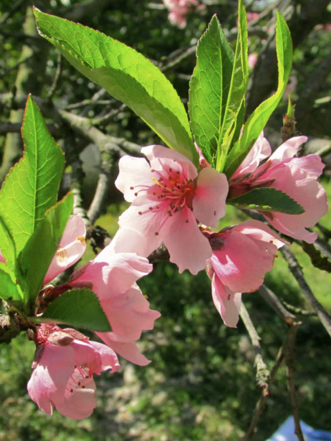 Durazno Kurakata árbol frutal flores rosadas primavera