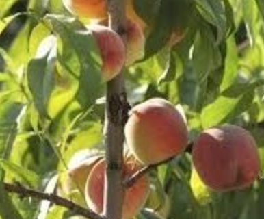 Árbol de Durazno en flor listo para producción de frutos dulces