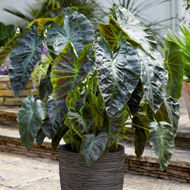Colocasia Royal Hawaiian Aloha de hojas oscuras y centro verde