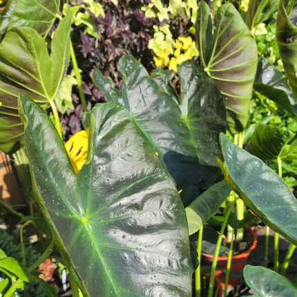 Elephant_Ear_Aloha