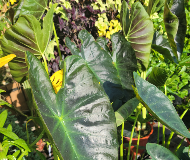 Elephant_Ear_Aloha