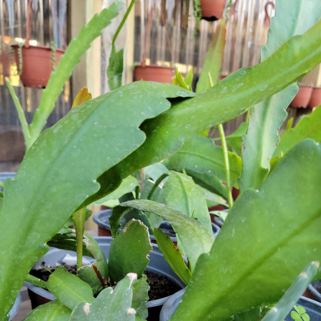 Cactus Orquídea (Epiphyllum), Pequeño (M13) | Gardekin.com