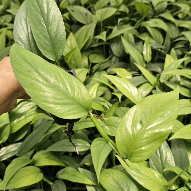 Pothos Cebu Blue Epipremnum pinnatum, hojas azul plateado