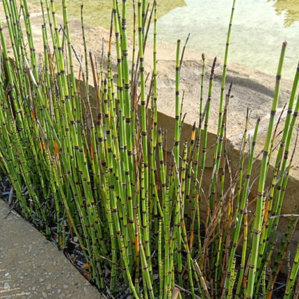 Cola de Caballo (Equisetum), Mediano (M15) | Gardekin.com