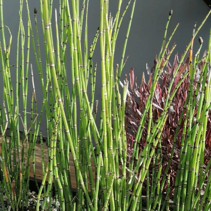Cola de Caballo (Equisetum), Mediano (M15) | Gardekin.com