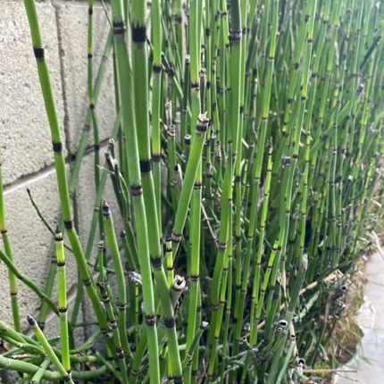 Cola de Caballo (Equisetum), Mediano (M15) | Gardekin.com