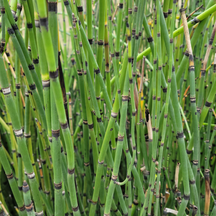 Cola de Caballo (Equisetum), Mediano (M15) | Gardekin.com