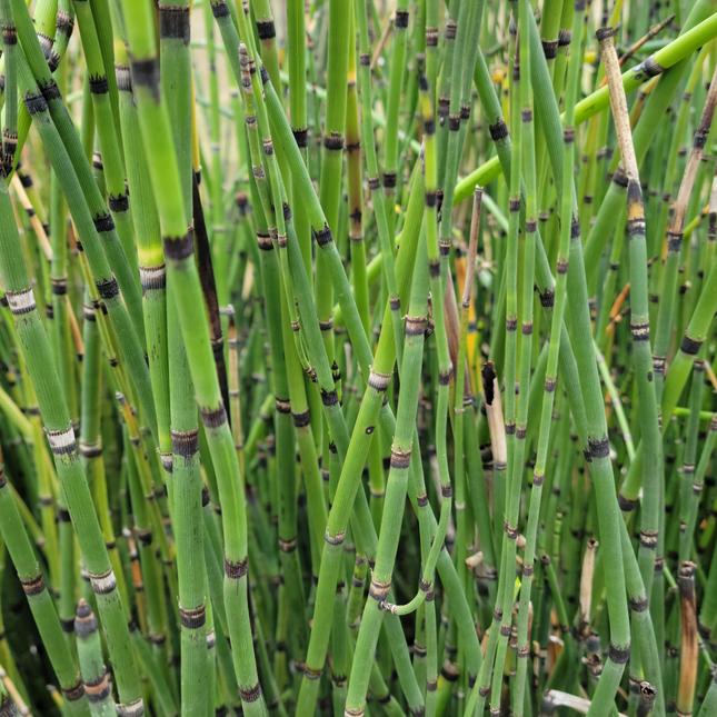Cola de Caballo (Equisetum), Mediano (M15) | Gardekin.com
