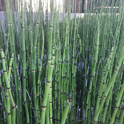 Cola de Caballo (Equisetum), Mediano (M15) | Gardekin.com