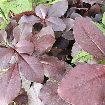 Sinadenio (Euphorbia Umbellata), Mediano Plus (M17) | Gardekin.com