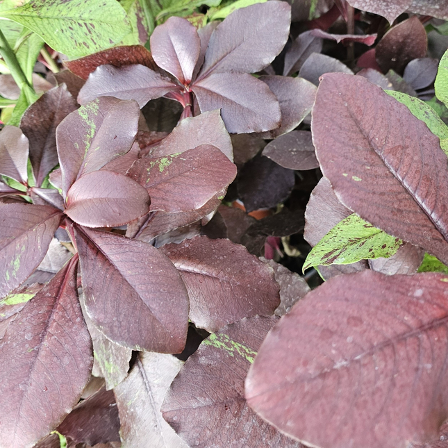 Sinadenio (Euphorbia Umbellata), Mediano Plus (M17) | Gardekin.com