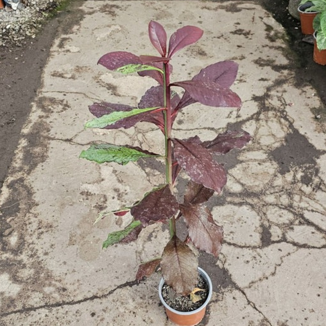Sinadenio (Euphorbia Umbellata), Mediano Plus (M17) | Gardekin.com