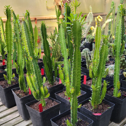 Cacto Candelabro (Euphorbia candelabro), Grande (M28) | Gardekin.com