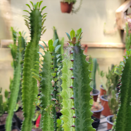 Cacto Candelabro (Euphorbia candelabro), Grande (M28) | Gardekin.com