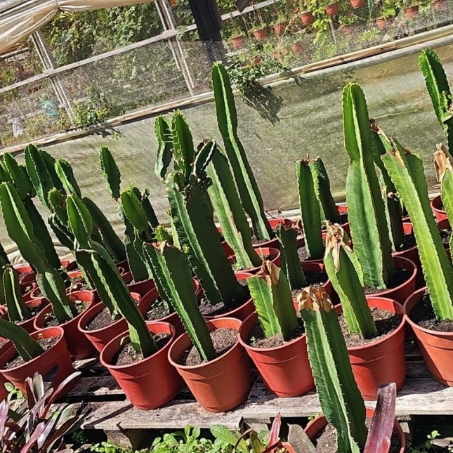 Cacto Candelabro (Euphorbia candelabro), Grande (M28) | Gardekin.com