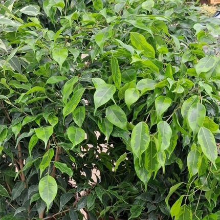 Ficus Benjamina gigante para decoración de espacios amplios
