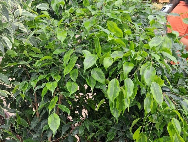 Ficus Benjamina gigante para decoración de espacios amplios