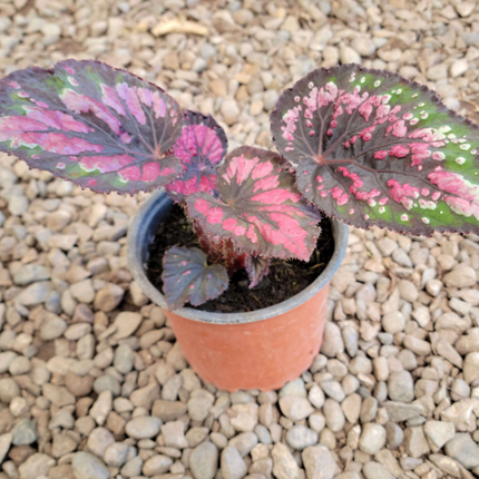 Begonia Rex de hojas multicolores con espirales y texturas