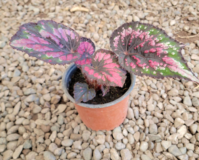 Begonia Rex de hojas multicolores con espirales y texturas