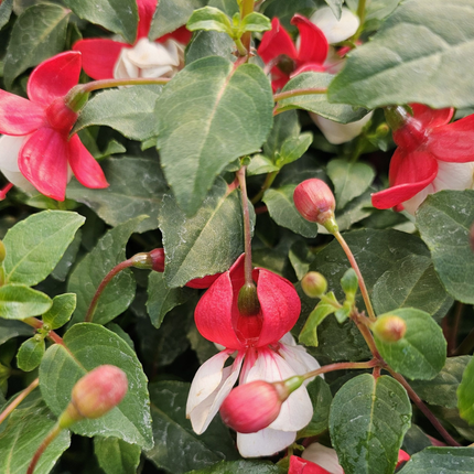 Fucsia (Fuchsia), Pequeño (M13) | Gardekin.com
