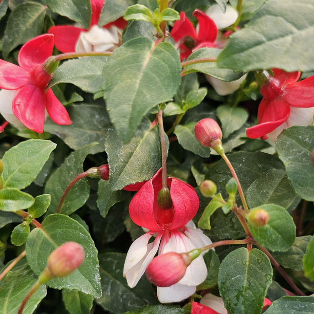 Fucsia (Fuchsia), Pequeño (M13) | Gardekin.com