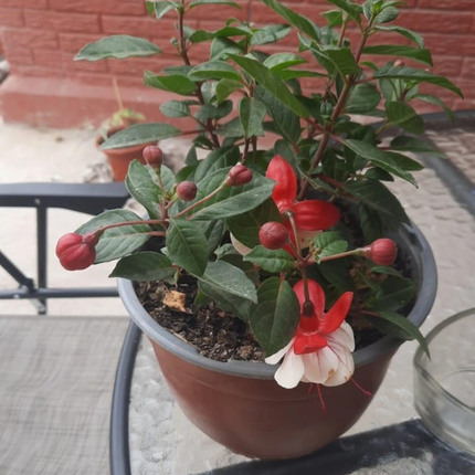Fucsia (Fuchsia), Pequeño (M13) | Gardekin.com