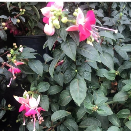Fucsia (Fuchsia), Pequeño (M13) | Gardekin.com