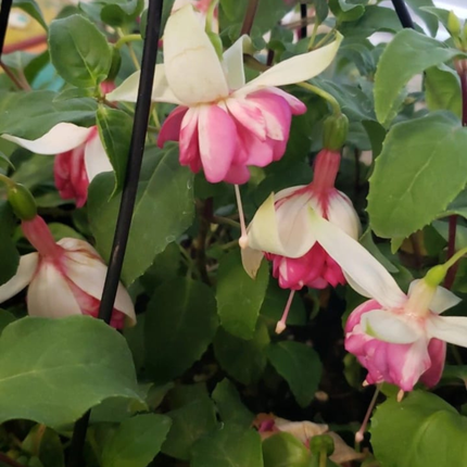 Fucsia (Fuchsia), Pequeño (M13) | Gardekin.com