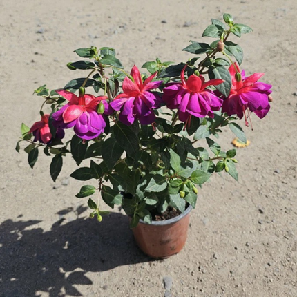 Fucsia (Fuchsia), Pequeño (M13) | Gardekin.com