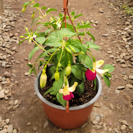 Fucsia (Fuchsia), Pequeño (M13) | Gardekin.com