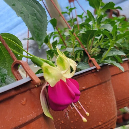 Fucsia (Fuchsia), Pequeño (M13) | Gardekin.com