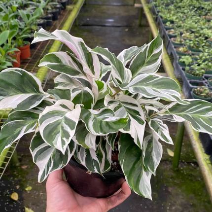Calathea White Fusion con variegación blanca tipo mármol