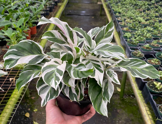 Calathea White Fusion con variegación blanca tipo mármol