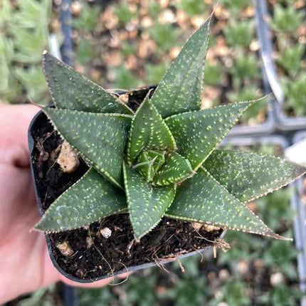 Gasteria suculenta de hojas moteadas y crecimiento lento