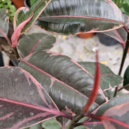 Ficus Elastica Ruby con hojas jaspeadas en tonos crema y rosa