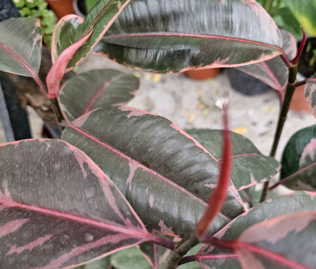 Ficus Elastica Ruby con hojas jaspeadas en tonos crema y rosa