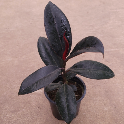 Ficus Elastica Burgundy de hojas oscuras burdeos casi negras