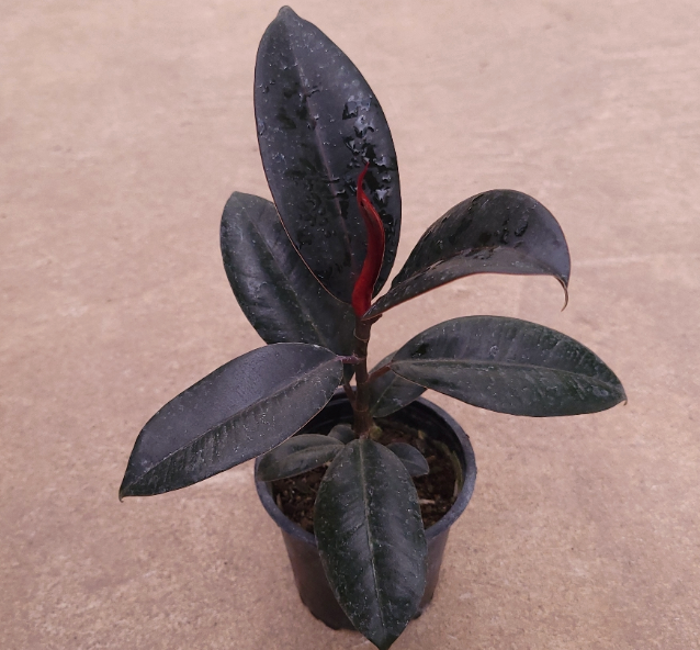 Ficus Elastica Burgundy de hojas oscuras burdeos casi negras