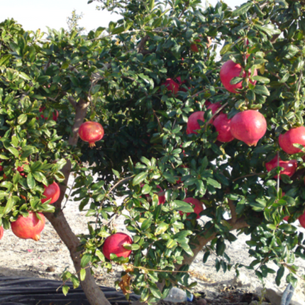Granado árbol ornamental flores rojas verano