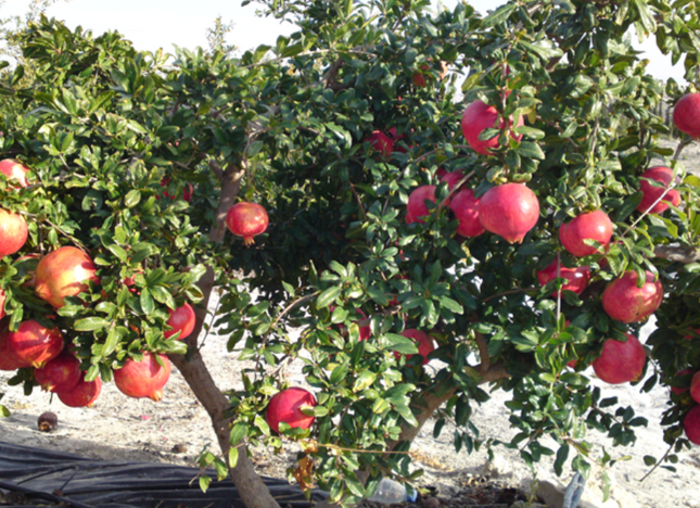 Granado árbol ornamental flores rojas verano