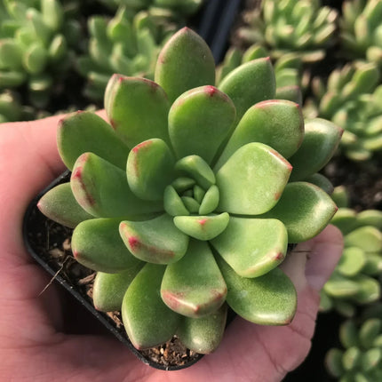 Suculenta Graptoveria de color pastel en forma de roseta perfecta