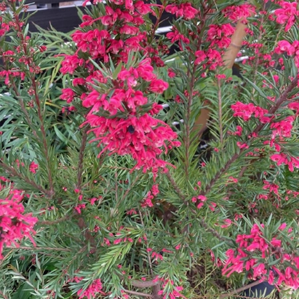 Grevillea (Grevillea juniperina), Mediana Plus (M17) | Gardekin.com