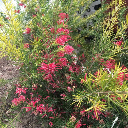 Grevillea (Grevillea juniperina), Mediana Plus (M17) | Gardekin.com