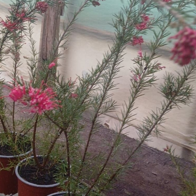 Grevillea (Grevillea juniperina), Mediana Plus (M17) | Gardekin.com
