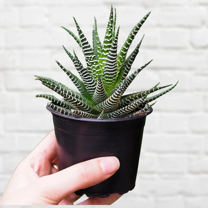Haworthia fasciata cebra con rayas blancas transversales