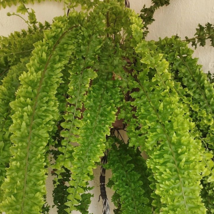 Helecho Espada (Helecho Nephrolepis) | Gardekin.com