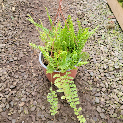 Gran espada Helecho nephrolepis | Gardekin.com